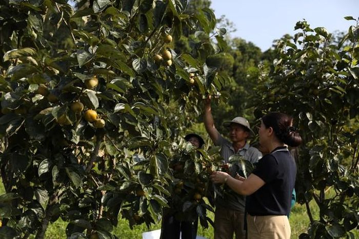 Ông Hoàng Văn Việt, chủ một nhà vườn ở thôn Phiêng Cuôn, hiện trồng gần 2ha hồng không hạt LT-01, trong đó khoảng 1,5ha đã cho thu hoạch. Theo ông Việt, cây hồng từ khi trồng đến lúc cho hoa, quả cần khoảng 3 năm. Lứa hoa, quả đầu tiên thường được cắt bỏ để cây tiếp tục sinh trưởng.