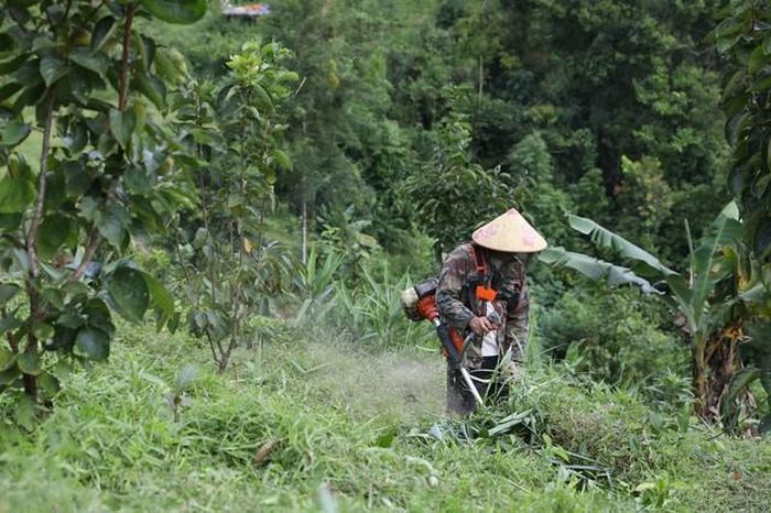 Tương tự, ông Nguyễn Văn Luân, chủ nhà vườn ở thôn Yến Lạc, cho biết gia đình đã trồng vài nghìn mét vuông hồng không hạt sau khi học hỏi mô hình và được UBND xã hướng dẫn. Dù mới trồng khoảng 3 năm, nhiều cây hồng của gia đình ông Luân đã bắt đầu cho quả. Theo ông, cây hồng dễ chăm sóc và có khả năng chịu hạn tốt.
