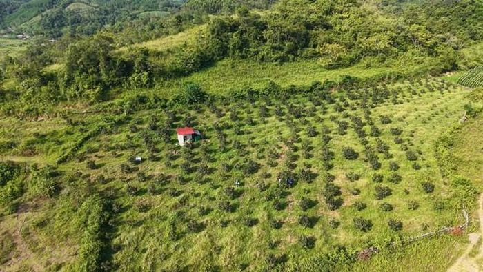 Hiện xã Na Rì có khoảng 60ha hồng LT-01, địa phương định hướng đến năm 2030 phát triển diện tích lên khoảng 150ha.