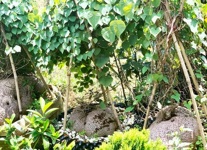 Một vườn trồng dược liệu. Ảnh: Huy Hoàng