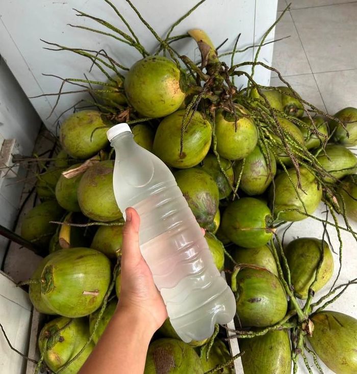 Khi sốt xuất huyết có thể uống nước dừa để bù nước nhưng cần cẩn thận. Ảnh HM