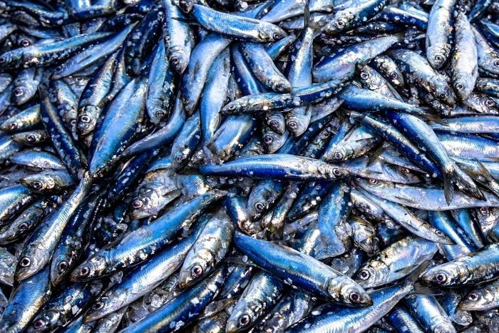  Cá trích có hàm lượng chất béo tương đối cao, là nguồn cung cấp omega-3 cùng vitamin D, vitamin B12 và selen trong khẩu phần. Ảnh: NOAA.
