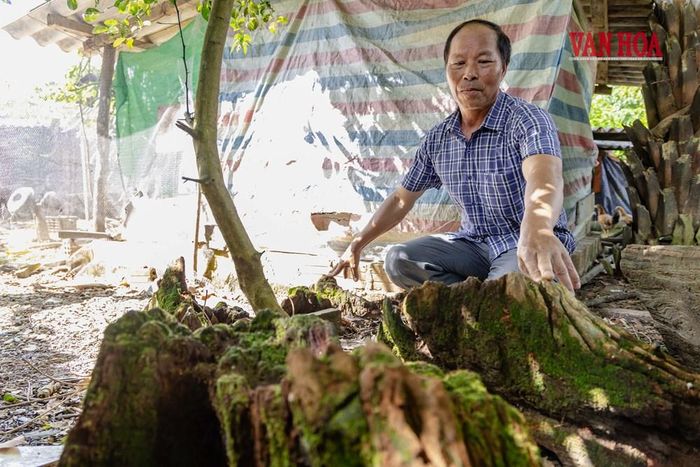 Ông Bàn Thanh Sơn bên gốc mít có tuổi đời hơn 150 năm.Theo lời kể của ông Sơn, người dân địa phương trước đây kể lại rằng, gốc cây này từng là nơi đoàn quân vua Hàm Nghi buộc dây chão giữ voi
