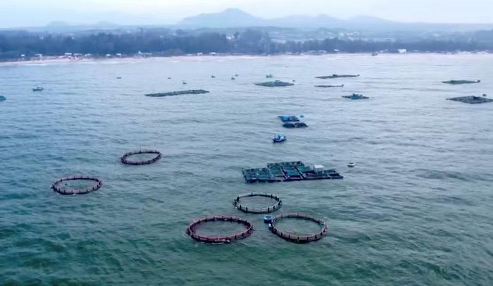 Tại xã Liên Hương đã hình thành nhiều khu vực nuôi biển bằng lồng HDPE.