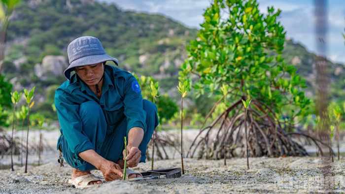 Diện tích rừng ngập mặn đã được trồng là khoảng 1ha hiện vẫn đang được mở rộng.