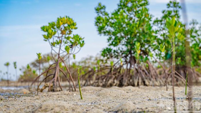 Ẩn mình dưới đáy bùn là loài ngao bản địa – "nhân vật chính" thứ hai trong mô hình. Sự xuất hiện của chúng không phải là ngẫu nhiên, mà nằm trong một hệ sinh thái cộng sinh tuyệt vời.