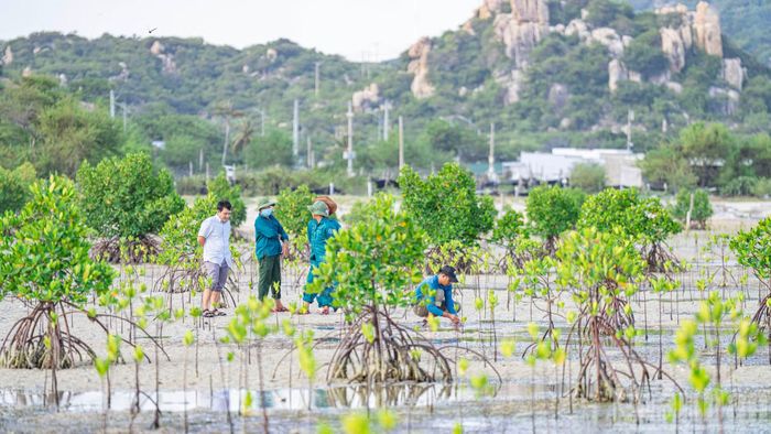 Không chỉ thu hút sự tham gia của các tình nguyện viên là người địa phương, Ban quản lý Vườn Quốc gia Núi Chúa liên tục triển khai việc tuyên truyền, giáo dục, nâng cao nhận thức cho người dân trong vùng.