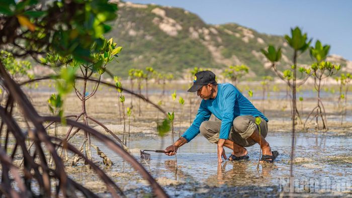 Từ khu vực nuôi bảo tồn, khi trưởng thành, ngao sẽ theo con nước triều ra môi trường tự nhiên.