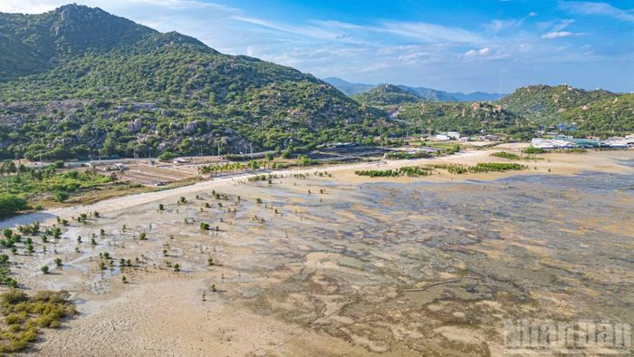 Khu vực triển khai mô hình nằm tại vùng Mỹ Hòa, phía nam công viên Đá (Ninh Thuận cũ).