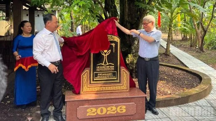 Đại biểu thực hiện nghi thức tháo biển công nhận cây Khế là cây Di sản Việt Nam. (Ảnh: HOÀNG TRUNG)