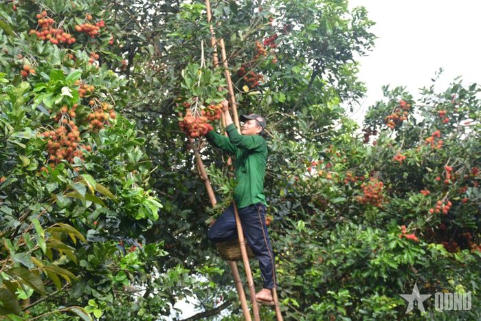 Thu hoạch chôm chôm ở xã Trừ Văn Thố, TP Hồ Chí Minh.