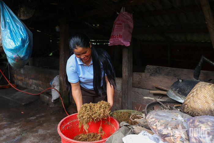 Tham gia dự án, chị em biết tận dụng nguyên liệu sẵn có như chuối rừng, rau lang, sắn, ngô..., ủ men vi sinh để làm cám chua nuôi lợn.