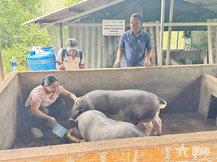 Chị Hồ Thị Rổ chăm sóc hai con lợn nái đen được dự án hỗ trợ.