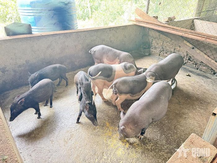 Đàn lợn đẹp như tranh của gia đình chị Hồ Thị Rổ.