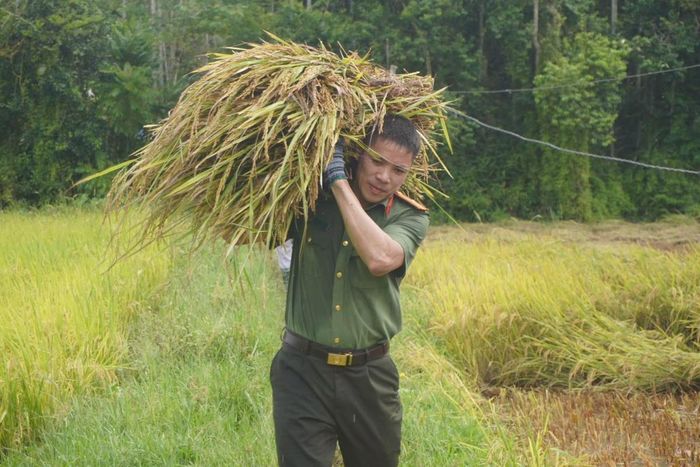 Đưa lúa lên khỏi ruộng.