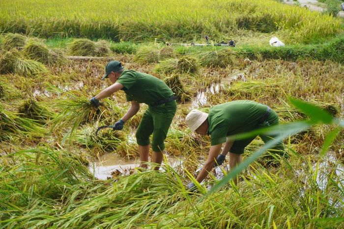 Công an xã Chiên Đàn thu hoạch lúa giúp người dân.