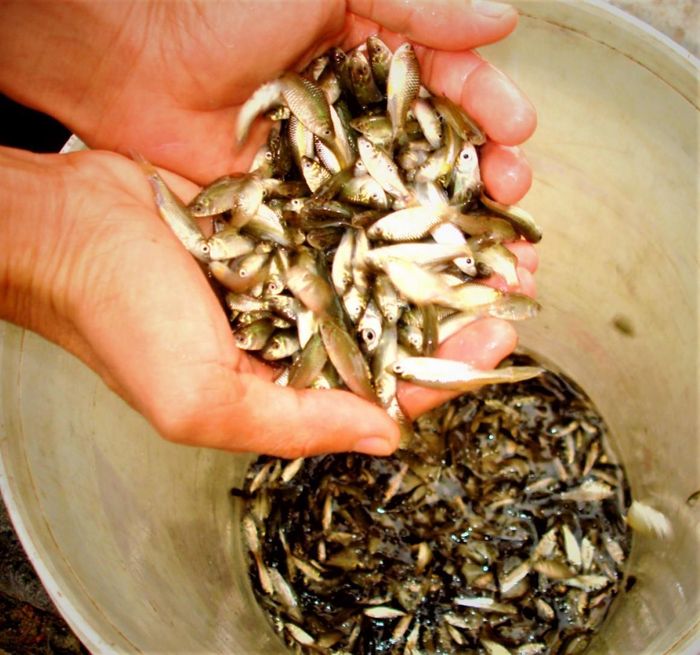 Cá rầm mùa lụt.