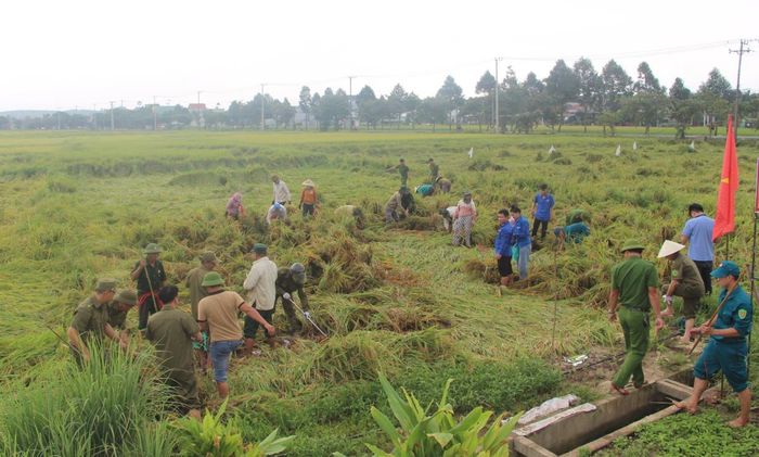 Lực lượng Công an, Quân sự, bảo vệ an ninh, trật tự ở cơ sở, dân quân, đoàn viên, hội viên Mặt trận và các đoàn thể giúp dân gặt lúa bị ngã rạp.