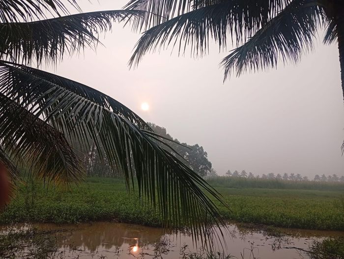  Đến trưa 15-9, lớp mù vẫn xuất hiện ở Cà Mau. Ảnh: QUÁCH CHÍ KHỞI 