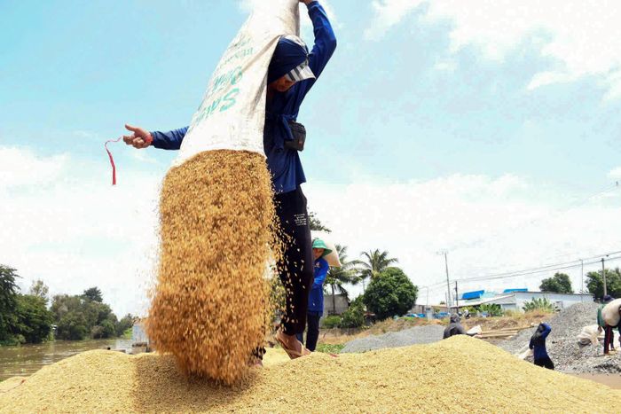  Khi đến nơi, người vác sẽ tháo dây buộc bao để thả lúa lên ghe 