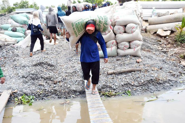  Vác bao lúa nặng đi trên tấm ván rộng chỉ 30-40cm không phải dễ 