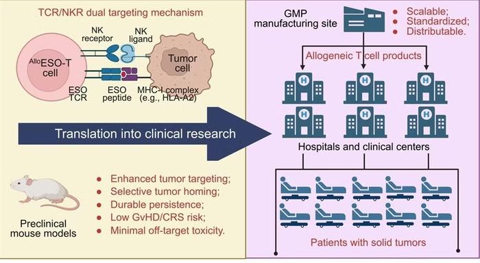 Từ một lượng nhỏ tế bào gốc có thể tạo ra hàng nghìn liều T-cells "đóng gói sẵn".