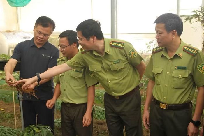 Lãnh đạo Sở Nông nghiệp và Môi trường, cùng Chi cục Kiểm lâm, cán bộ Khu bảo tồn trao đổi về quy trình chăm sóc cây sâm Việt Nam.