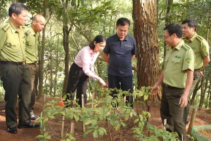 Ông Đỗ Văn Trụ, Giám đốc Sở Nông nghiệp và Môi trường tỉnh Sơn La (người thứ 3 từ phải sang) khảo sát mô hình trồng sâm ở KBTTN Mường La.