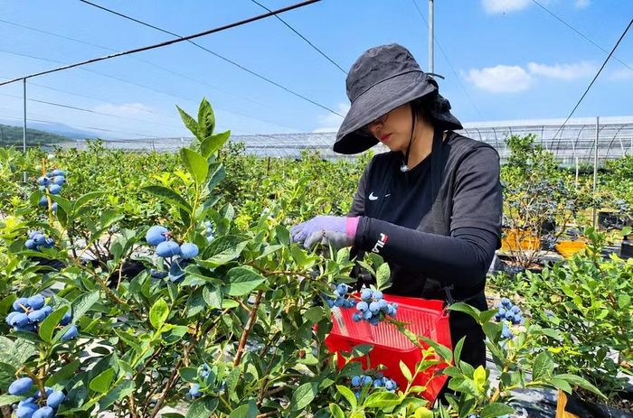 Người lao động làm việc tại một trang trại công nghệ cao ở thành phố Asan, Hàn Quốc. Ảnh: BNB