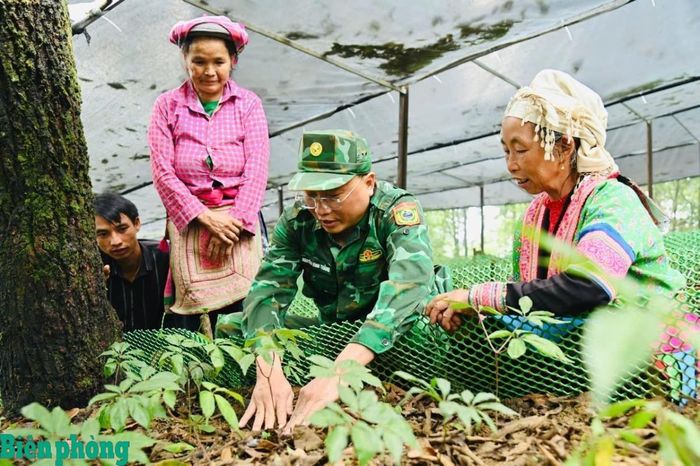 Cán bộ Biên phòng hướng dẫn người dân chăm sóc sâm Lai Châu. Ảnh: Đức Duẩn