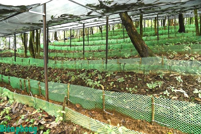 Những cây sâm Lai Châu đang sinh trưởng dưới tán rừng tại bản Ngài Thầu, xã Sì Lở Lầu. Ảnh: Đức Duẩn