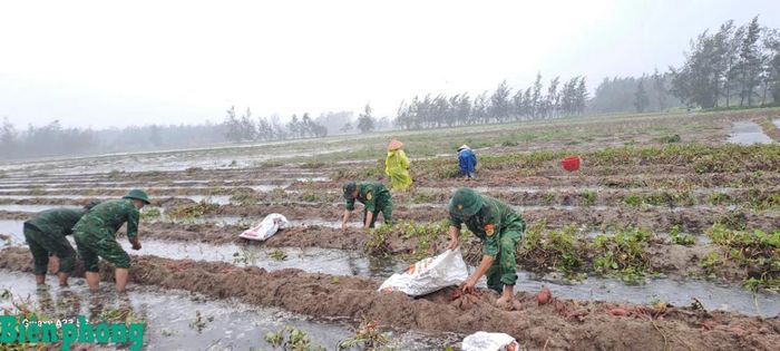 Cán bộ, chiến sĩ Bộ đội Biên phòng tỉnh Quảng Trị xuống đồng giúp người dân thu hoạch lúa hè thu bị ảnh hưởng bởi mưa lớn, góp phần giảm thiểu thiệt hại. Ảnh: Đình Tiến
