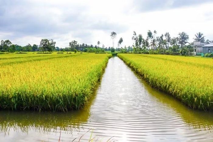 HoREA đề xuất 'nới lỏng' việc chuyển đất lúa sang cây trồng, nuôi thủy sản. Ảnh minh họa/VGP