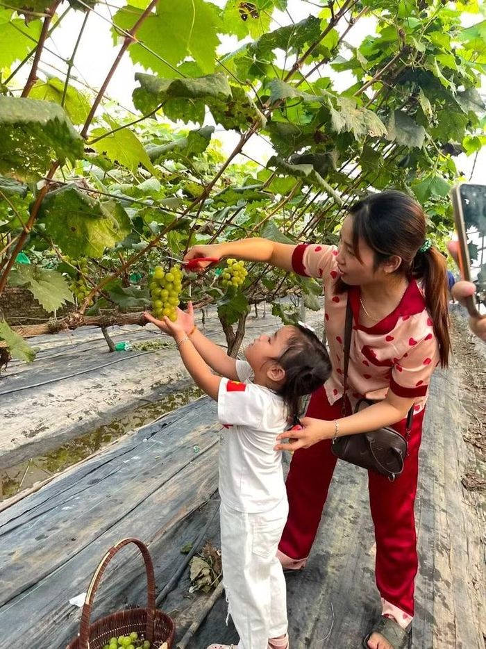 Nho sữa Hàn Quốc - cây trồng mới nâng cao giá trị đất nông nghiệp ở thôn Lê Xá, xã Hồng Sơn. Ảnh: Nguyễn Xuyến