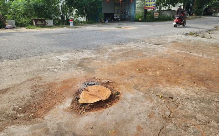 Gốc cây xà cừ bị đổ ra đường có đường kính lớn, đã chết trước khi bị cắt hạ.