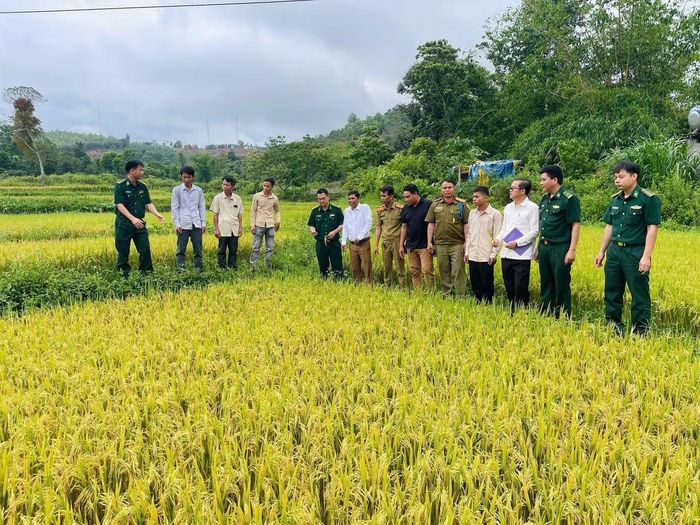 Mùa vàng biên cương thắm tình hữu nghị Việt - Lào. Ảnh: PXD