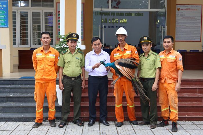 Tổ Truyền tải điện Hương Thủy bàn giao cá thể công Ấn Độ cho cơ quan chức năng.
