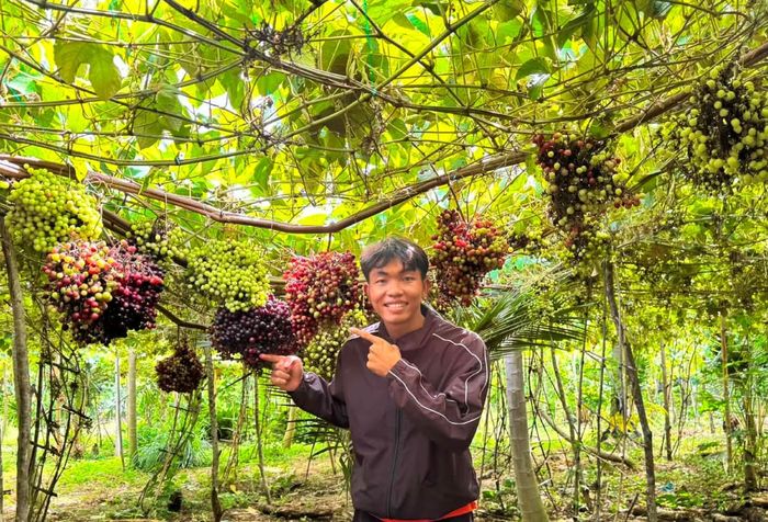 Vũ Thanh cho biết, tại vườn anh được tham quan, chụp ảnh, trải nghiệm mật nho rừng miễn phí. Ảnh: Vũ Thanh