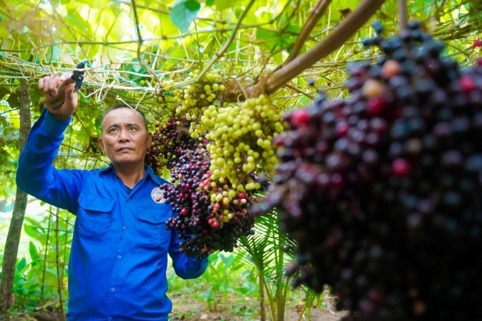 Vườn nho được anh Hùng trồng cách đây 4 năm. Ảnh: Dương Việt Anh