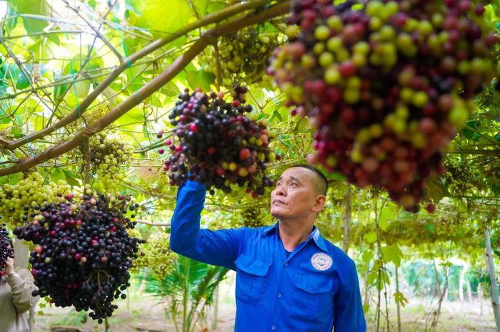 Anh Hùng cho biết, sắp tới sẽ nhân giống, chia sẻ kinh nghiệm trồng, chăm sóc nho rừng cho người có nhu cầu. Ảnh: Dương Việt Anh