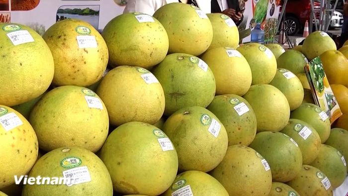 Bưởi Đại Minh còn có giá trị dinh dưỡng cao và khả năng bảo quản tốt, có thể giữ được từ 6-7 tháng sau thu hoạch, thuận lợi cho việc vận chuyển và tiêu thụ. (Nguồn: Vietnam+)