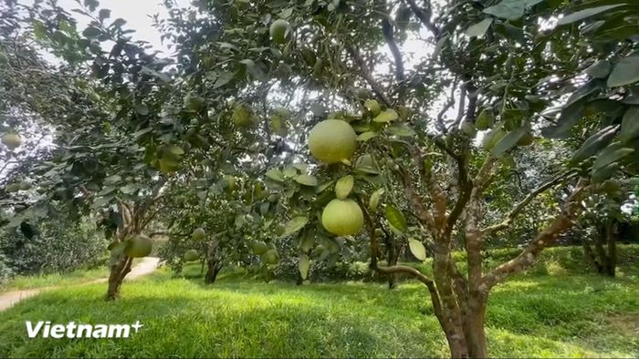 Một vườn bưởi Đại Minh. (Nguồn: Vietnam+)