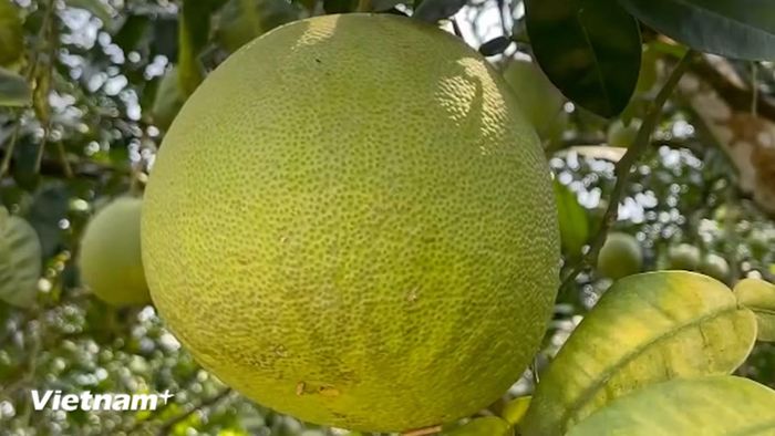 Từ xưa, bưởi Đại Minh đã được lựa chọn làm sản vật dâng tiến triều đình nhờ hình thức đẹp, hương vị thơm ngon và được xem là biểu tượng của sự may mắn, sung túc. (Nguồn: Vietnam+)