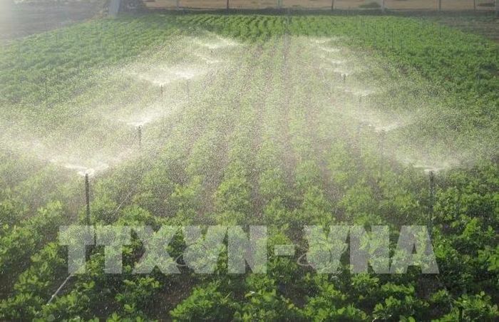 Mô hình tưới nước tiết kiệm cho cây. (Ảnh: Nguyễn Thành/TTXVN)