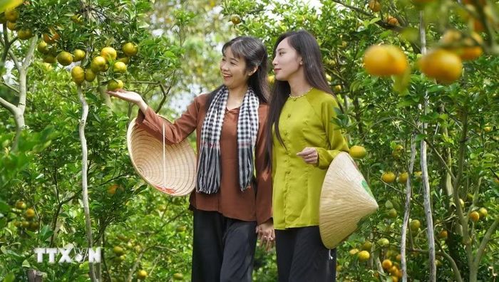 Vườn quýt hồng Hai Kiệt (xã Hòa Long, tỉnh Đồng Tháp) mở cửa đón khách tham quan, chụp ảnh. (Ảnh: Nhựt An/TTXVN)