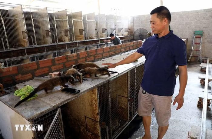 Ông Vũ Đình Sơn giới thiệu đàn cầy giống chuẩn bị xuất bán. (Ảnh: Quang Cường/TTXVN)