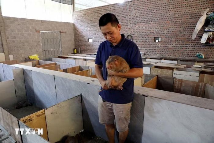Dúi má đào thương phẩm có giá khoảng 700.000-800.000 đồng/kg. (Ảnh: Quang Cường/TTXVN)