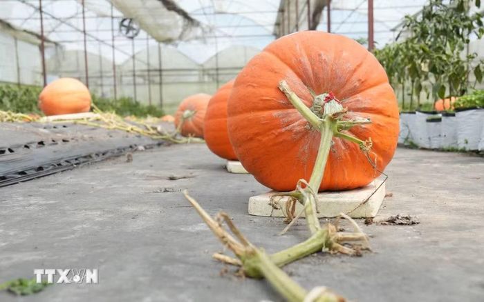 Bí ngô có giá bán trung bình từ 65.000-75.000 đồng/kg, chủ yếu được khách mua về trang trí cho mùa lễ hội Halloween 31/10. (Ảnh: Nguyễn Dũng/TTXVN)