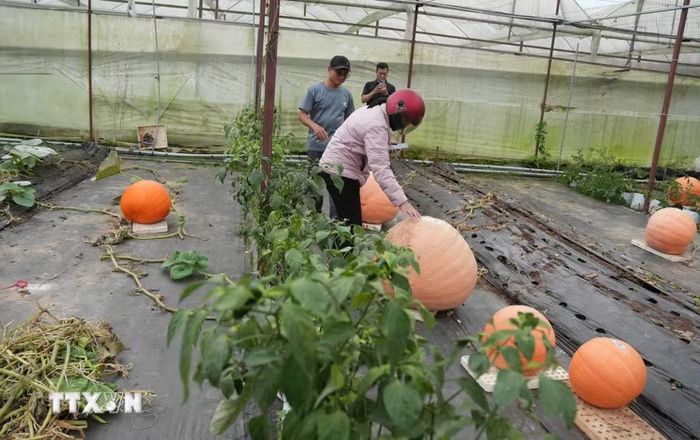 Khách hàng ở Đà Lạt đến chọn mua bí ngô về để trang trí cho mùa lễ Halloween sắp tới. (Ảnh: Nguyễn Dũng/TTXVN)