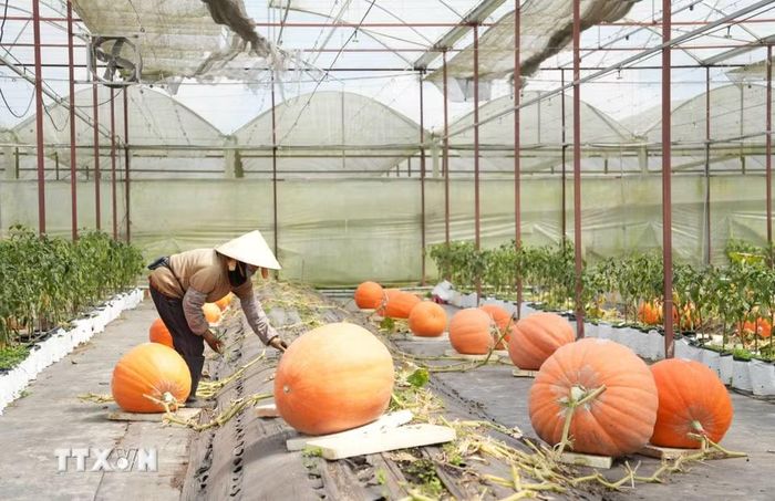 Vườn bí ngô có diện tích 1.000m2 cho hoạch khoảng 140 quả bí nặng từ 30-70kg, mang lại doanh thu khoảng 250 triệu đồng. (Ảnh: Nguyễn Dũng/TTXVN)